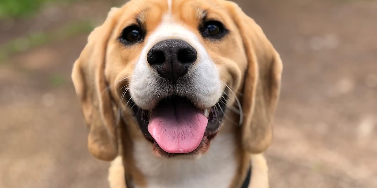 A customer's dog